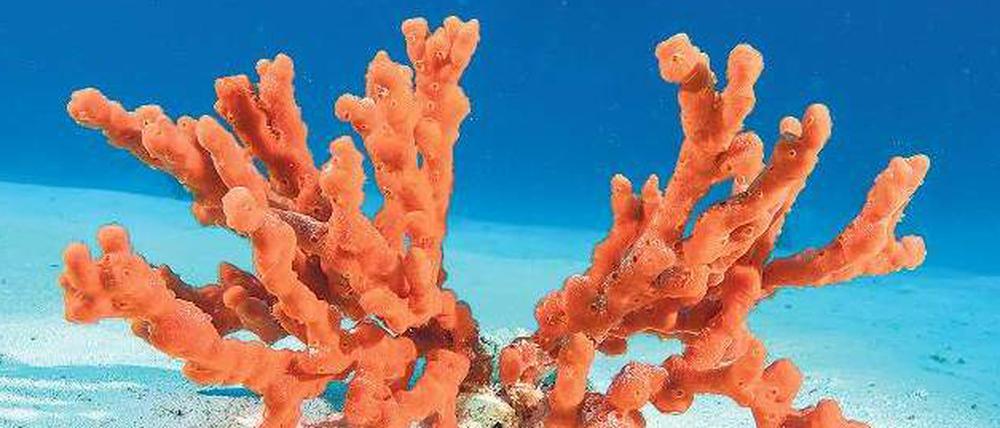 Buntes Leben. Ein Feuerschwamm (Latrunculia magnifica) im Pazifik, sein Ursprung reicht vermutlich bis zu 700 Millionen Jahre in die Erdgeschichte zurück. Damals bildeten Schwämme den Ausgangspunkt für mannigfaltiges Leben, vermuten Forscher. 