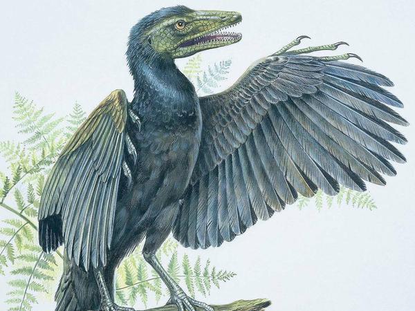 Den Urvogel Archaeopteryx stellte man sich bisher als bezahnte Krähe vor.