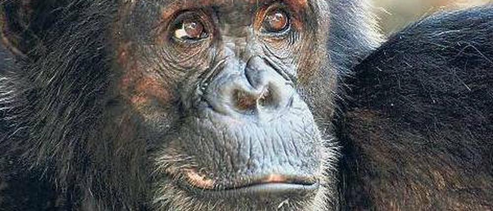 Killerinstinkt. Nicht der Mensch bringt Schimpansen-Männchen wie Titan dazu, Artgenossen zu töten. Überfälle auf Nachbarn haben vielmehr einen evolutionären Sinn.