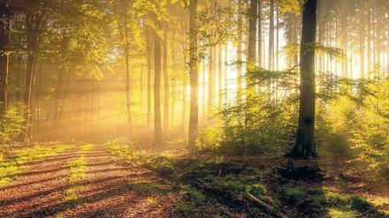 Lichtblick. Der deutsche Wald ist intakt, aber er soll für den Klimawandel gewappnet werden.