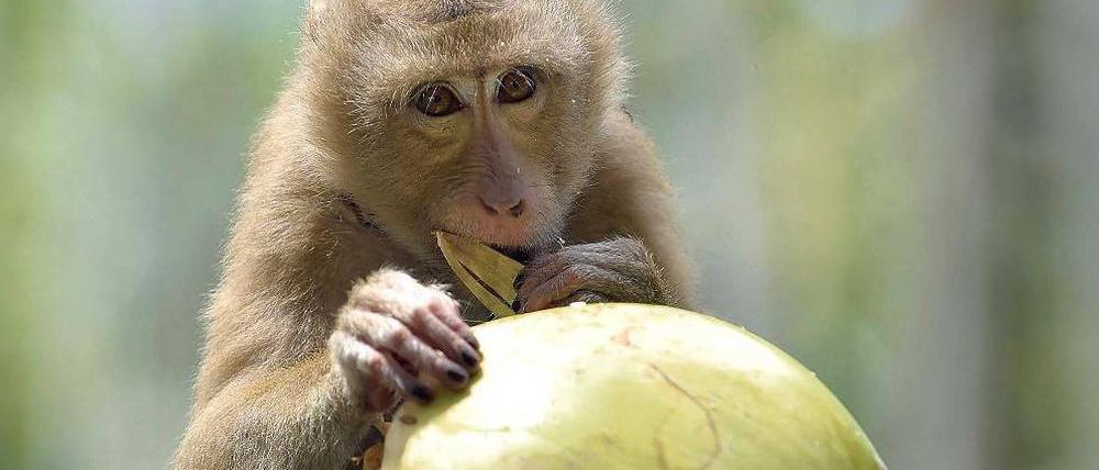 Makake schält Kokosnuss