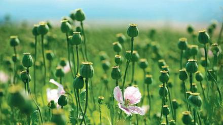 Roher Stoff. Aus den Samenkapseln des Schlafmohns wird Opium gewonnen – Rohstoff für Opioide, die zur Schmerzbehandlung eingesetzt werden. 