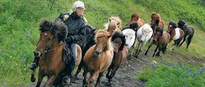 Schongang. Der Tölt der Islandpferde ist beinahe erschütterungsfrei für Reiter. Selbst in unwegsamem Gelände können sie lange bequem im Sattel sitzen.