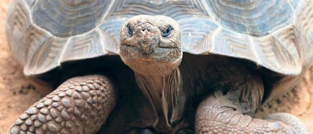 Giganten. Die Bahamas-Riesenschildkröte ist seit 850 Jahren ausgestorben. Doch die Galapagos-Riesenschildkröten sind mit ihr verwandt. 