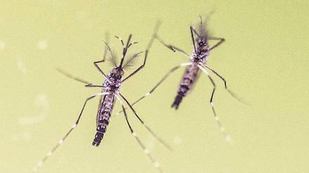 Zu sehen sind zwei Mücken, die von unten durch eine Glasscheibe fotografiert wurden.
