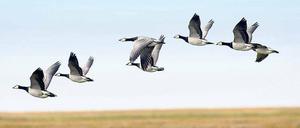Nonnengänse fliegen über das Wattenmeer in Schleswig-Holsten. Wildvögel übertragen häufig die Geflügelpest.
