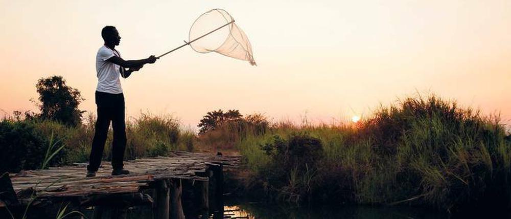 Mückenplage. Am Kilombero in Tansania waren Mückenstiche in den 80er Jahren etwa 2000-mal pro Jahr infektiös. Heute übertragen sie nur noch in 18 Fällen Malaria. Insektenforscher Fredros Okumu sucht nach Wegen, die Infektionen gänzlich zu verhindern.