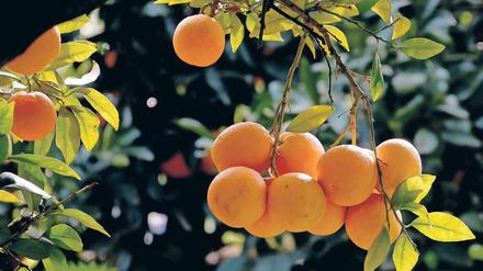 Zucht-Frucht. Seit Jahrtausenden baut der Mensch Orangen und andere Zitrusfrüchte an - und verändert dabei ihr Erbgut.