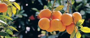 Zucht-Frucht. Seit Jahrtausenden baut der Mensch Orangen und andere Zitrusfrüchte an - und verändert dabei ihr Erbgut.