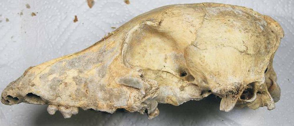 Urhund. Steinzeit-Hunde waren noch nicht an menschliches Essen angepasst.