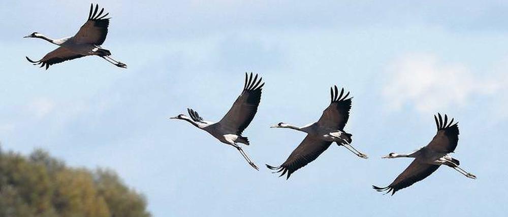 Zug in die Ferne. Kraniche gehören zu den Vögeln, die lange Wanderungen von Nordeuropa bis nach Südeuropa, Afrika und Asien unternehmen.