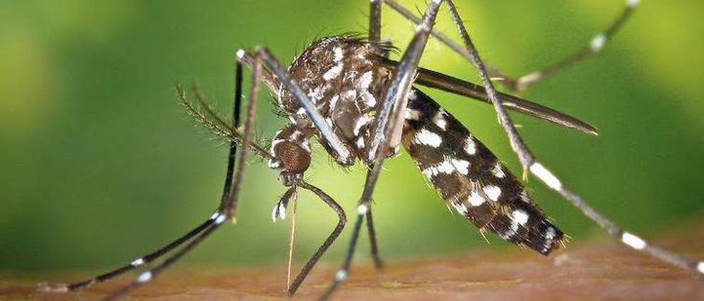 Die asiatische Tigermücke überträgt Zika und Dengue-Fieber. Forscher wollen solche Krankheiten durch Genomeditierung eindämmen.