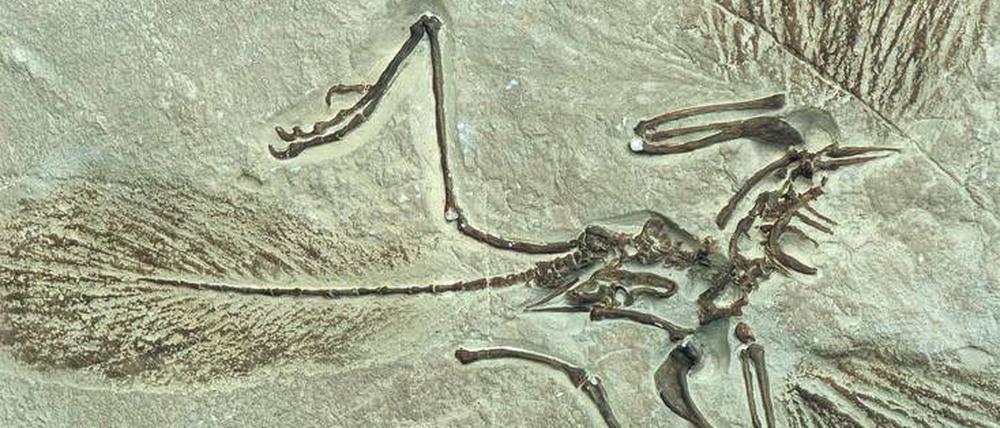 Federlesen. Eine Analyse der Fossilien des Urvogels Archaeopteryx zeigt, dass die gefiederten Sauriernachfahren tüchtig flatterten und nicht nur dahinglitten.