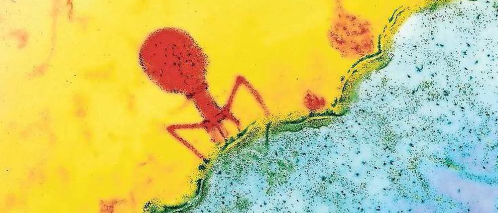 Nicht außerirdisch. Sondern innerbakteriell: Phage beim Andocken. 