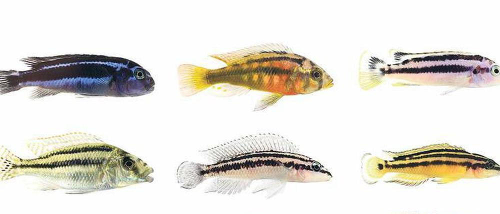 Fish and Stripes. Buntbarsche sind nicht nur bunt, sondern oft auch gestreift. Die horizontale Variante dieses Musters kann evolutionär an- und abgeschaltet werden.