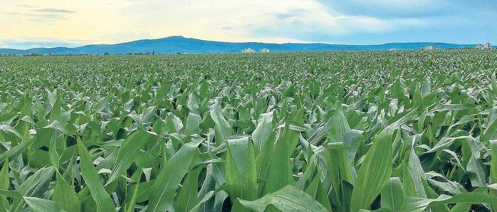 Blick über ein riesiges Maisfeld.