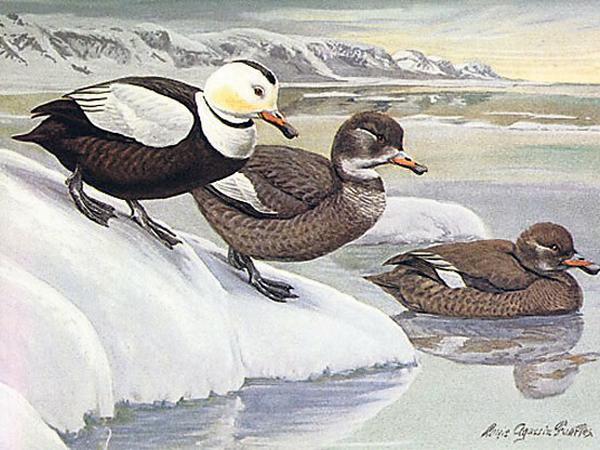 Labrador-Enten, ausgestorben um 1875.