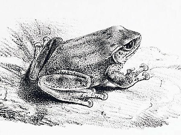 Variabler Buschfrosch, ausgestorben um 1860.