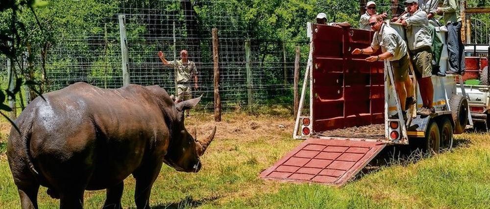 Ein Nashorn wird von Rangern auf einen Transporter gelockt.