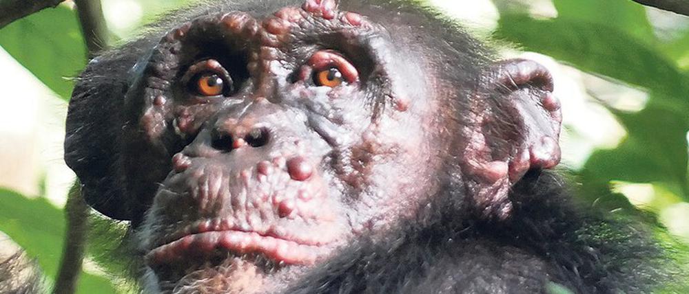 Schimpanse mit Geschwulsten im Gesicht