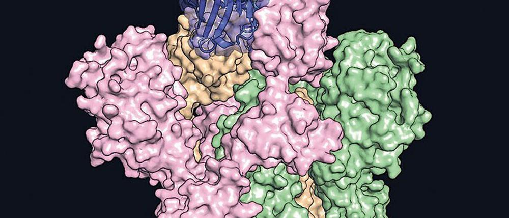Bindend. Modell eines Antikörpers gegen das Spike-Protein. 