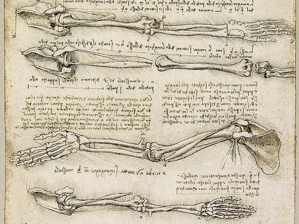 Um 1510/1511 sezierte Leonardo da Vinci in Padua Leichen, wohl unter Anleitung des Anatoms Marcantonio della Torre, und studierte etwa die Drehung des Arms und der Handflächen. 