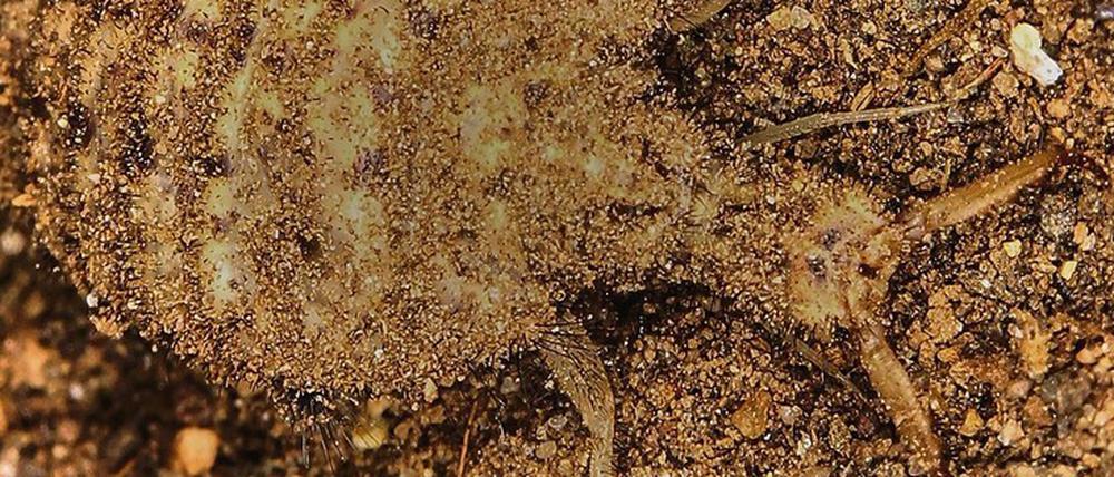 Eine LArve der in Mitteleuropa verbreiteten Geflecktflügeligen Ameisenjungfer lebt zwei Jahre unterirdisch, bevor sie sich verpuppt.