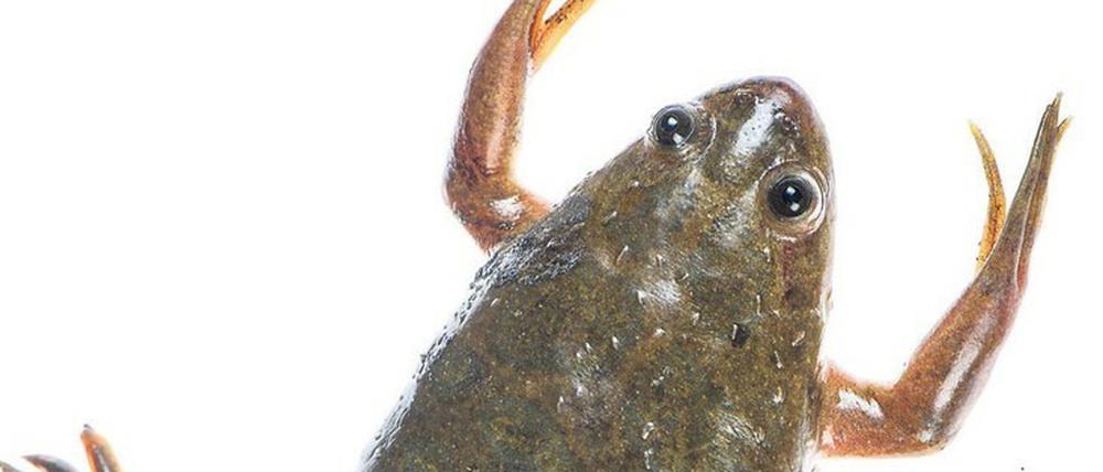 Der Krallenfrosch (Xaenopus laevis) ist ein oft verwendeter Modelorganismus in der entwicklungsbiologischen Grundlagenforschung. 