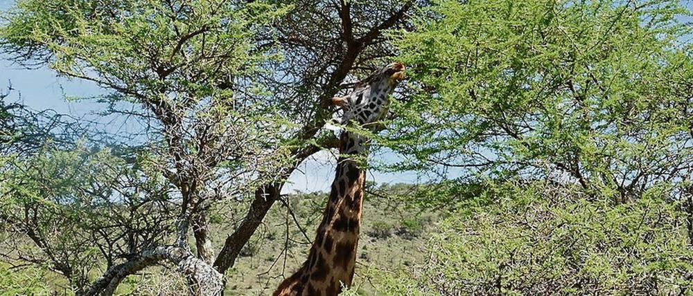 Bäume im Verbreitungsgebiet von Giraffen in Afrika tragen noch Blätter, wenn das Gras am Boden schon verdorrt ist.