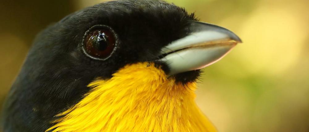Höher gehts nicht. Diese Gelbhals-Prachtmeise (Iridosornis analis) ist in den Nebelwäldern Perus selten geworden