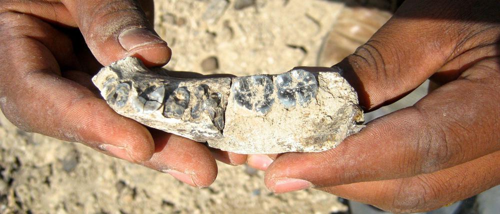 Früher Vorfahr. Nach einem Knochenfund in Äthiopien im Jahr 2013 korrigieren Anthropologen den Beginn der Gattung Homo. Offenbar gab es sie bereits vor 2,8 Millionen Jahren. 