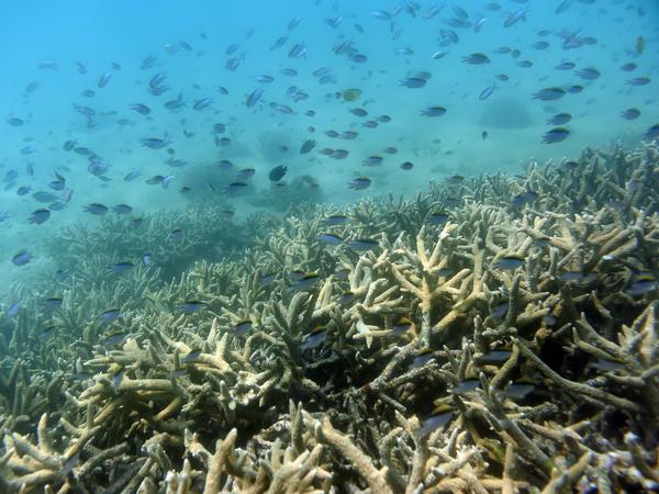 In den letzten Jahrzehnten hat sich die Zahl der Korallenbleichen gehäuft, was die Ökosysteme schwächt.