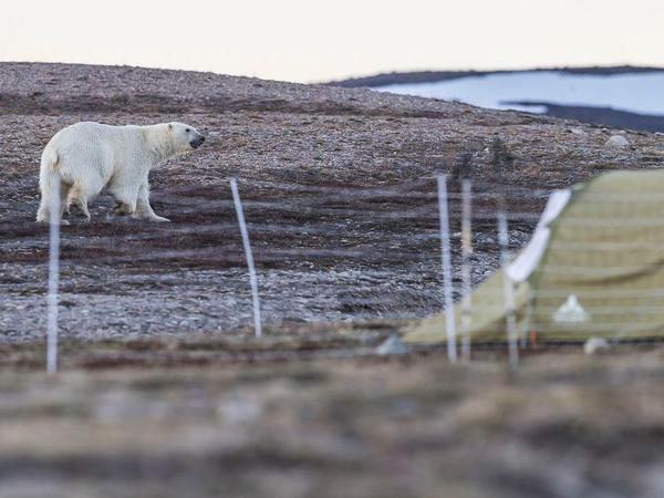Eisbären, auf der Suche nach Fressbarem, nähern sich dem Forschercamp, das mit einem 8000-Volt-Zaun geschützt ist. 