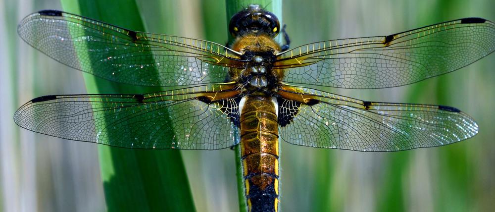 Ein massives Insektensterben haben Forscher in deutschen Naturschutzgebieten entdeckt.