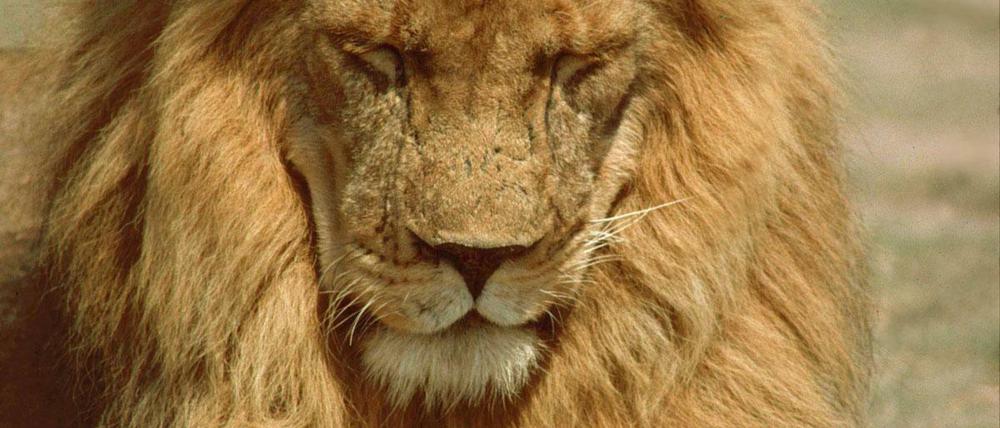 Von Hunden verbreitete Staupeviren töteten 1994 rund tausend Löwen im Serengeti Nationalpark. Seitdem erkranken immer wieder Löwen an der Krankheit, die mit quälenden Muskelspasmen einhergeht.