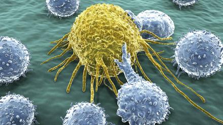 Katz und Maus. Der Tumor versucht mit allen Mitteln der Immunabwehr zu entkommen. Indem sie das Erbgut der T-Zellen (blau) verändern, wollen Forscher das verhindern.