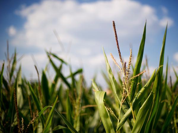 Monokulturen wie große Maisfelder sind ein Problem für die Artenvielfalt.