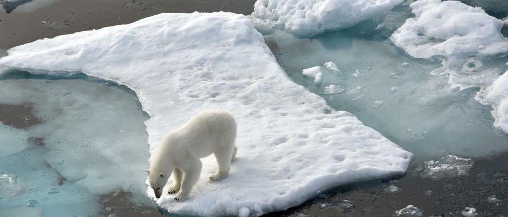 AEin Eisbär steht im Nordpolarmeer auf eine Eisscholle.