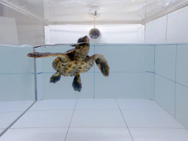 Meeresschildkröte bei dem Geruchsexperiment.