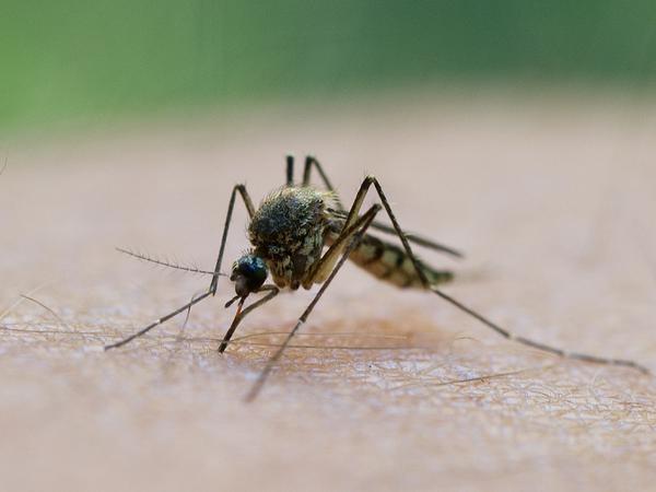 Stechmücken können das West-Nil-Virus übertragen.  