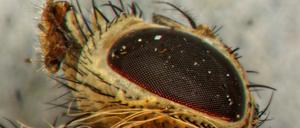 Normalerweise sind die Augen der verwendeten Fruchtfliegen rot. Beim Experiment hatten die Mutanten weiße Augen.