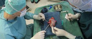 Hilfe zum Überleben. In der Klinik für Urologie am Universitätsklinikum Jena ist bei einer Operation einem Spender eine Niere entnommen worden.