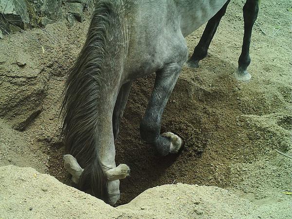 Wasserlöcher, wie sie verwilderte Pferde in der Sonora-Wüste in Nordamerika graben, steigern die Artenvielfalt in der Region. 