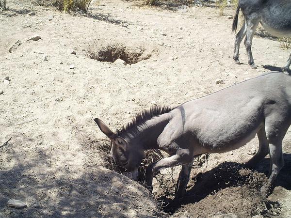 Ein verwilderter Esel gräbt in der Sonora-Wüste in Nordamerika ein Wasserloch, von dem auch andere Arten profitieren. 