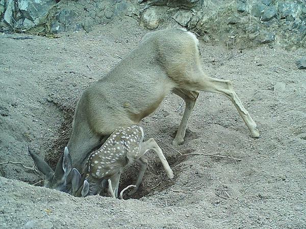 Maultierhirsche trinken in der Sonora-Wüst in Nordamerika aus einem Wasserloch, das verwilderte Pferd und Esel gegraben haben.