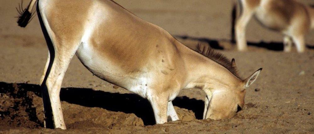 Pferde und Esel, hier ein asiatischer Kulan, graben nach Wasser - ein Verhalten, das weitreichende Folgen für Wüsten-Ökosysteme haben kann.