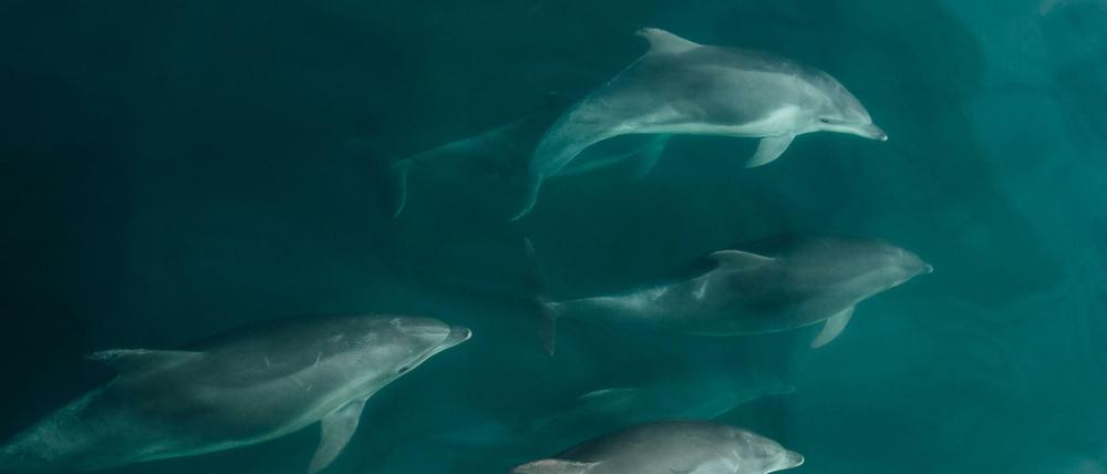 Das Element der Delfine, die Ozeane, wird immer lauter. Das hat gefährliche Folgen für die Meeressäuger. 