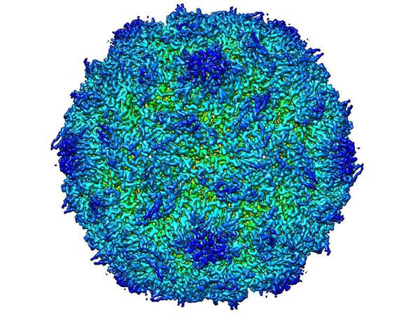 Polio-Virus (äußere Schale), Aufnahme mit Kryo-Elektronenmikroskop.