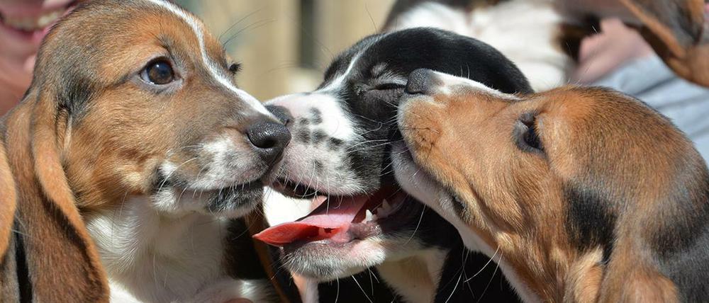 Insgesamt sieben Welpen wurden nach der ersten erfolgreichen künstlichen Befruchtung bei Hunden an der Cornell University in Ithaca im US-Bundesstaat New York geboren. 