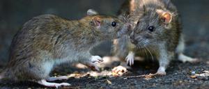 Im städtischen Umfeld legen Ratten ihre Scheu vor dem Menschen teilweise ab und lasen sich auch tags beobachten.